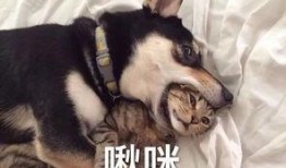 大哥爆料二哈视频播放全集,二哈爆笑全集，笑料横生，不容错过！